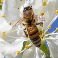 Последняя поставка маток в этом году будет 10.07.22