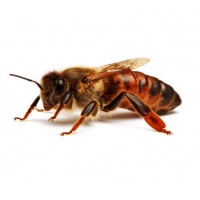 Открыт прием заказов на пчелопакеты и маток на 2024 год.
