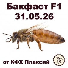 Матки бакфаст F1 от КФХ Плаксий на 31.05.2026