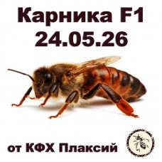 Матки карника F1 от КФХ Плаксий на 24.05.2026