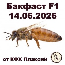 Матки бакфаст F1 от КФХ Плаксий на 14.06.2026