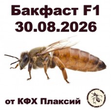 Матки бакфаст F1 от КФХ Плаксий на 30.08.2026