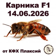 Матки карника F1 от КФХ Плаксий на 14.06.2026