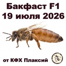 Матки бакфаст F1 от КФХ Плаксий на 19.07.2026