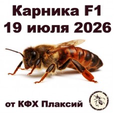 Матки карника F1 от КФХ Плаксий на 19.07.2026