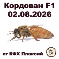 Матки кордован F1 от КФХ Плаксий на 02.08.2026