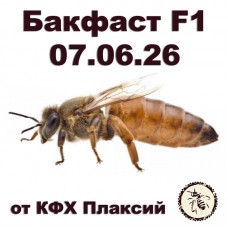 Матки бакфаст F1 от КФХ Плаксий на 07.06.2026