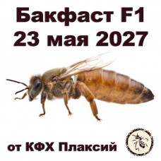 Матки бакфаст F1 от КФХ Плаксий на 23.05.2027