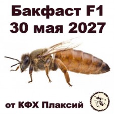 Матки бакфаст F1 от КФХ Плаксий на 30.05.2027