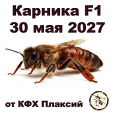 Матки карника F1 от КФХ Плаксий на 30.05.2027