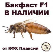 Матки бакфаст F1 от КФХ Плаксий В НАЛИЧИИ