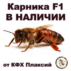 Матки карника F1 от КФХ Плаксий В НАЛИЧИИ