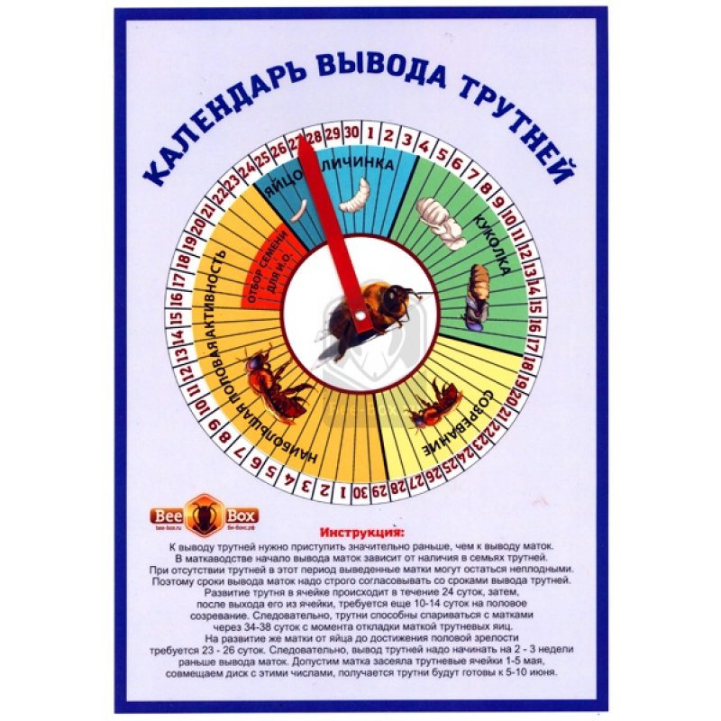 Календарь маток. Календарь пчеловода вывода трутней. Календарь вывода пчелы. Календарь пчеловода вывода маток. Календарь вывода пчелиных маток.